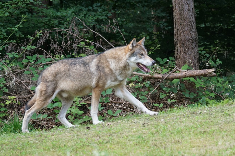 European Wolf Carnivores Mammal Wolf Predator-20 Inch By 30 Inch