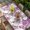 Pink, variant on Spring Floral Table Cloths for 4 Foot Rectangle Tables, Pink Onion Dandelion Flowers Botanical Patio Waterproof Elastic Fitted Tablecloths, Washable Rectangular Table Cover for Camping