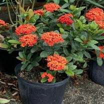Ixora-Assorted-Vibrant Evergreen Shrub 6" Pot
