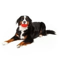 thumbnail image 3 of Play by Playology Dog Toys | Interactive Dog Toy | Pinecone, Beef Scented Chew Toy, Large, 3 of 8