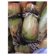 Perennial Sugarcane Root Stock Organic 4 Germinated Healthy Tropical Plants Green/Yellow