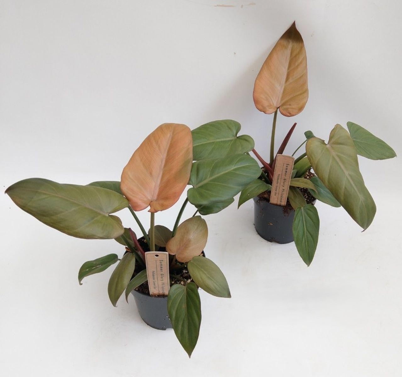 Summer Glory Philodendron-Tropical Indoor Plant-Air Purifying Qualities  10" Pot