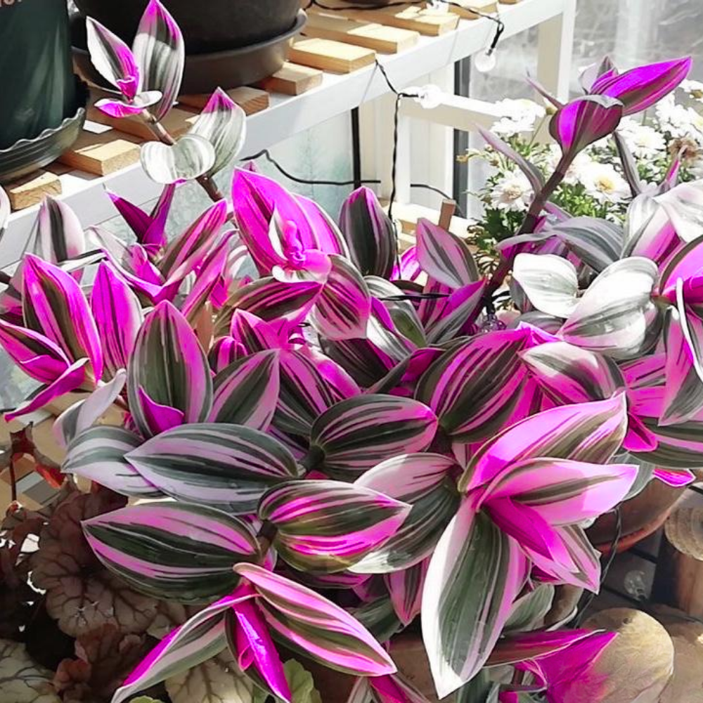 Pink Wandering Jew Live Plant in 2'' Pot, Tradescantia Nanouk Pink Wandering Jew Plants, Jew Plant Live, Live House Plants Indoor Plants