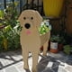 thumbnail image 3 of Cesta de flores para perros de dibujos animados, regalos de Navidad, animales de PVC en maceta para interiores y exteriores, 3 of 9