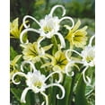 thumbnail image 1 of TASC FLOWER BULBS - Hymenocallis  Festalis & Sulphur Queen, 1 of 2