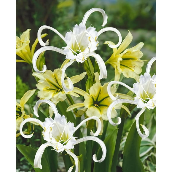 TASC FLOWER BULBS - Hymenocallis Festalis & Sulphur Queen