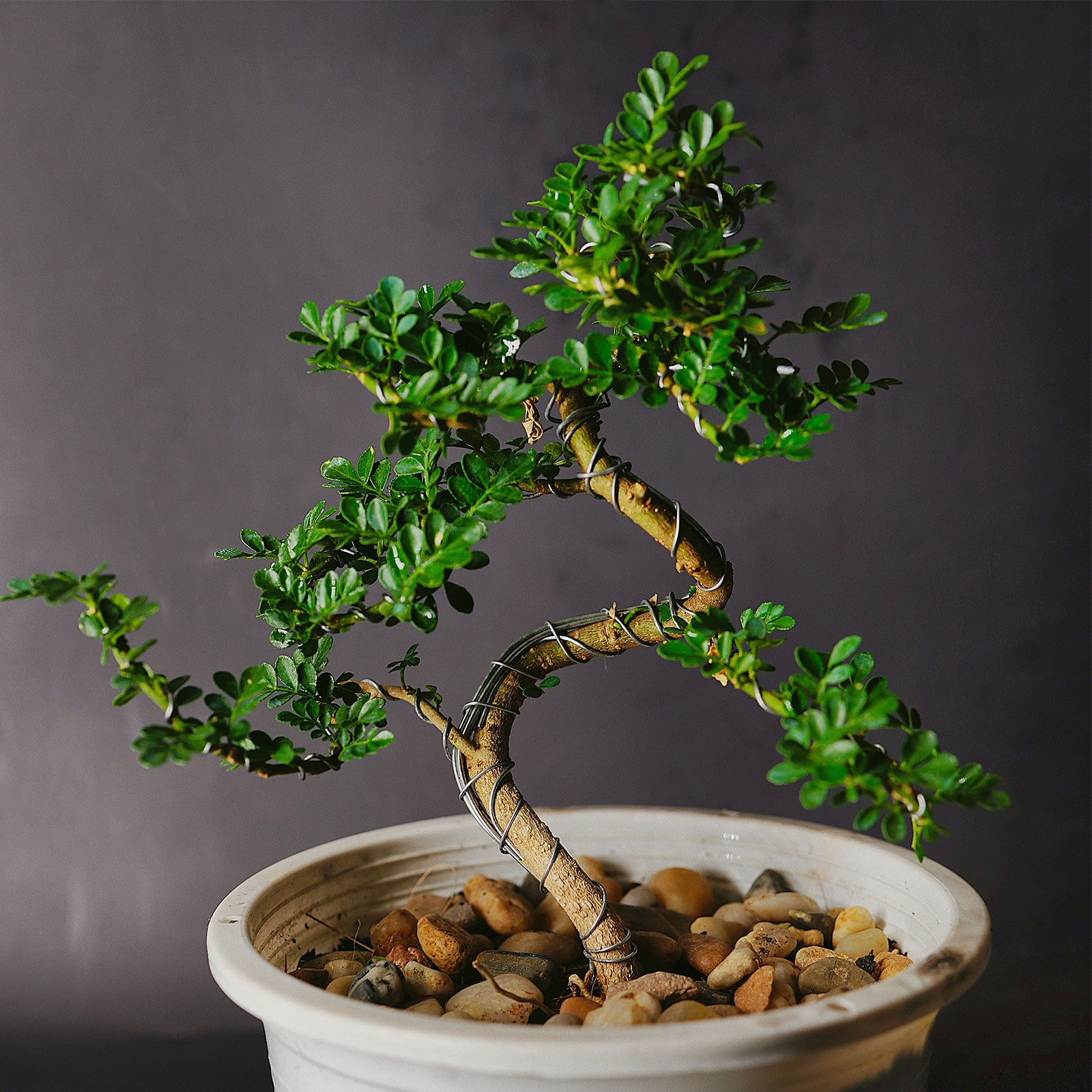 Uxcell 3mm Bonsai Training Wire Floral Wire Stems Anodized Aluminum Tree Wire 32.8 Feet Total Black 2 Roll