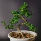 thumbnail image 5 of Alambre de entrenamiento Bonsai Uxcell de 2.5 mm, alambre floral, tallos de alambre de aluminio anodizado, 16.4 pies en total, negro, 1 rollo, 5 of 6