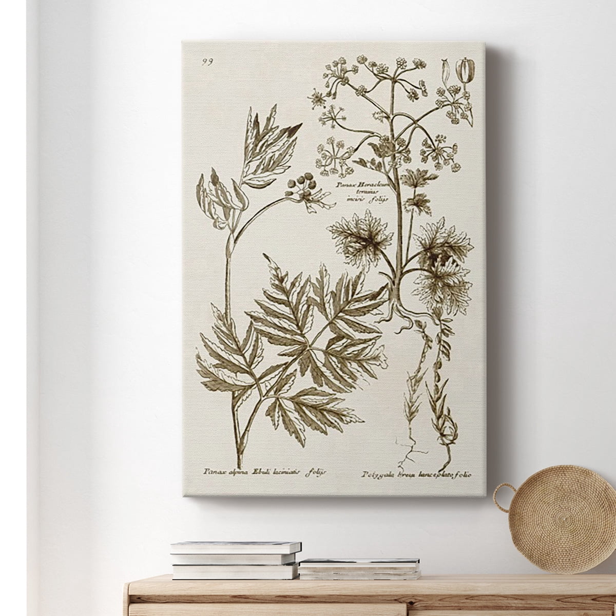 Sepia Botanical Journal III Premium Gallery Wrapped Canvas - Ready to Hang