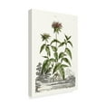 thumbnail image 2 of Trademark Fine Art 'Munting Garden Varieties IV' Canvas Art by Abraham Munting, 2 of 4