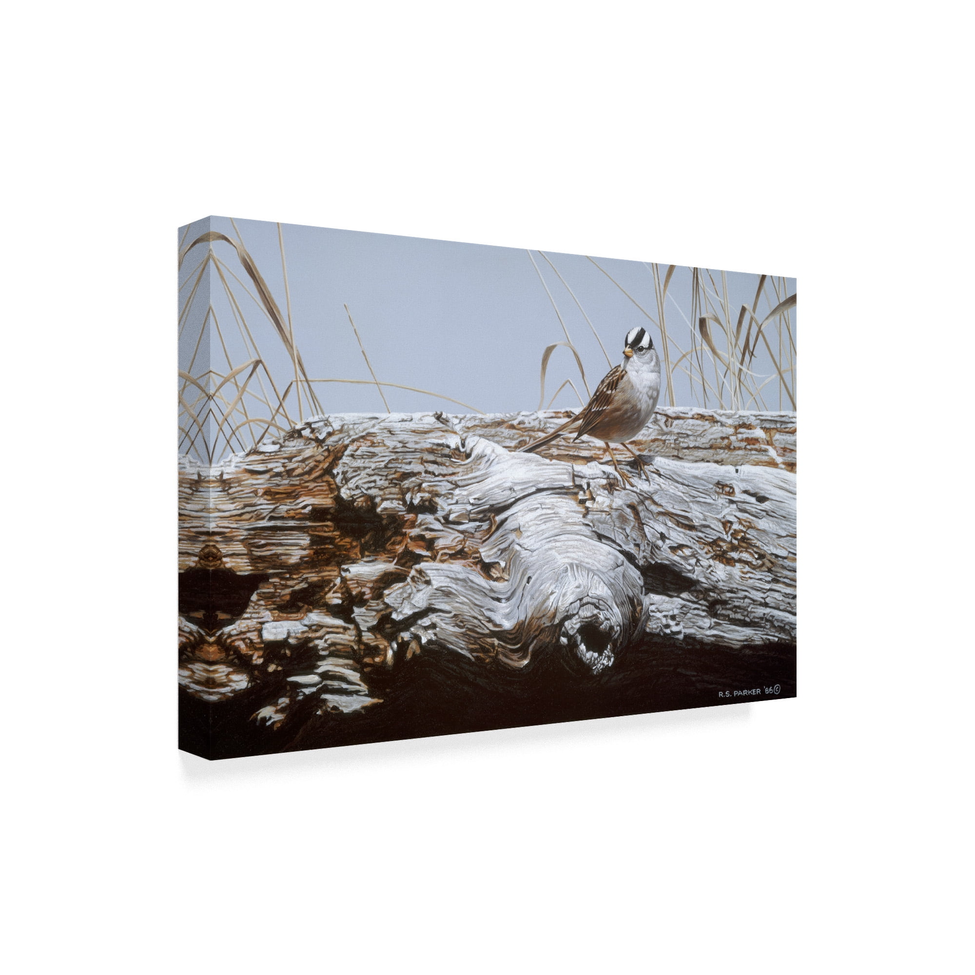 Trademark Fine Art 'White Crowned Sparrow' Canvas Art by Ron Parker