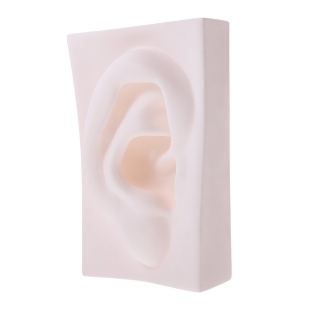 Boceto Referencia Naturaleza muerta Pintura Escultura Modelos Adorno Vívido Órgano Sentido Decoraciones Decorar Oficina
