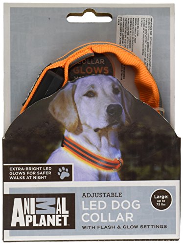 glow leash for dogs