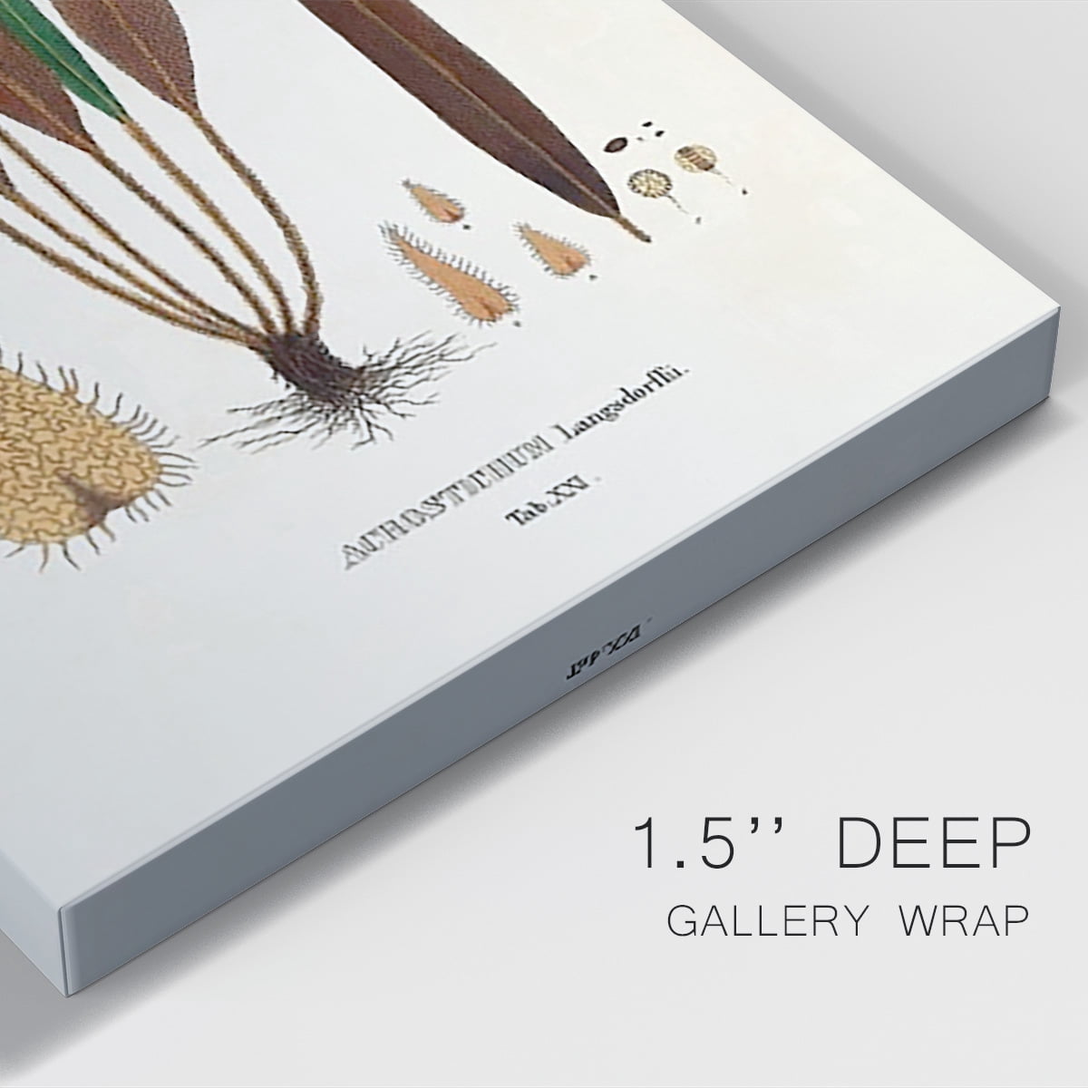 Botanical Society Ferns I Premium Gallery Wrapped Canvas - Ready to Hang