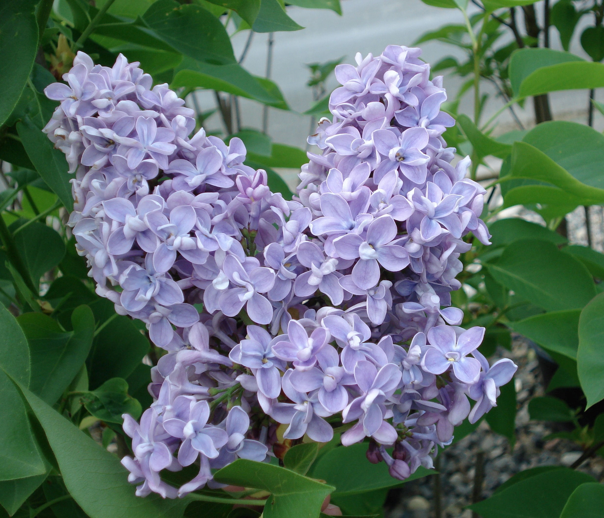( 1 ) President Grevy Blue French Lilac Starter Plant ( 7L
