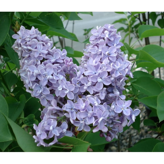 ( 1 ) - President Grevy Blue French Lilac - Starter Plant ( 7L )