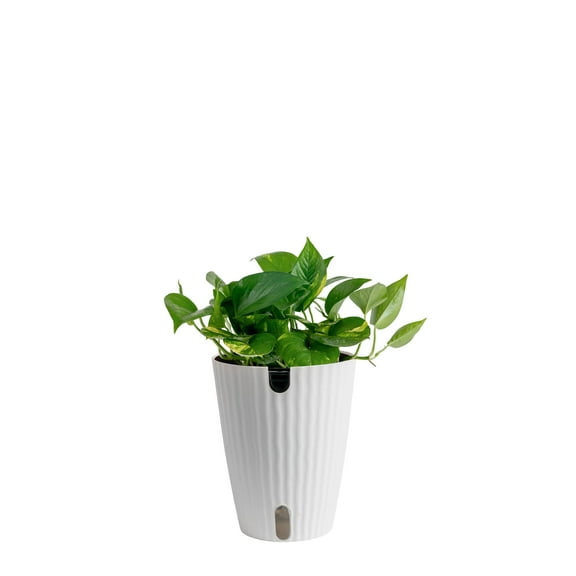 Costa Farms 12" Golden Pothos Live House Plants in 5" Self-Watering Planter