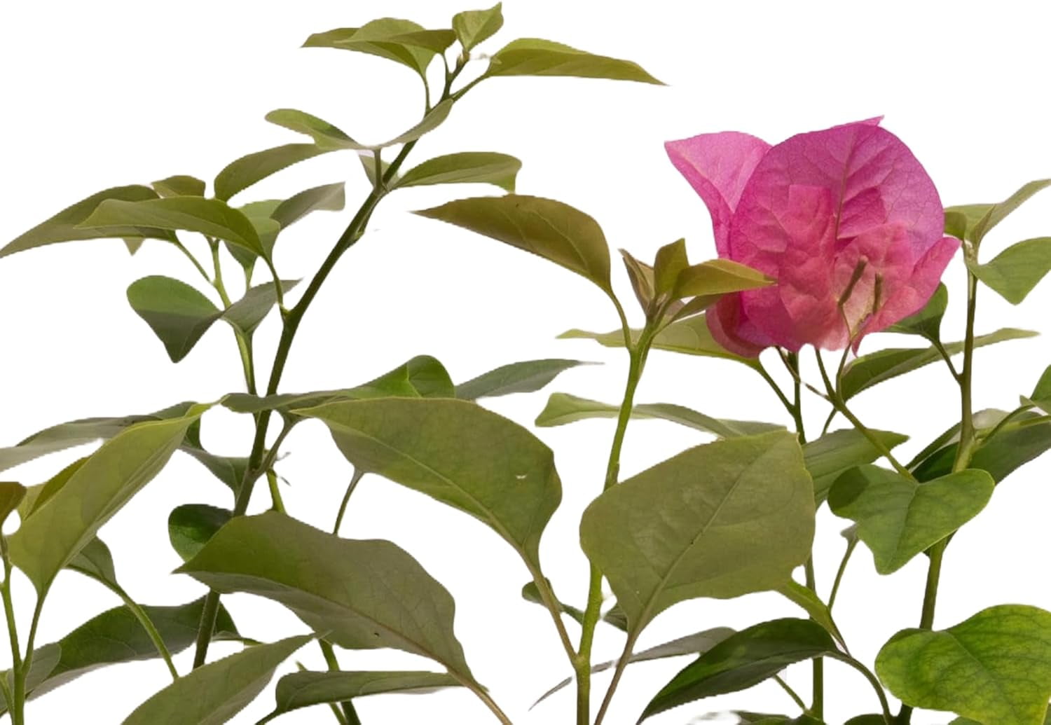 3 Barbara Karst Bougainvillea, Live Plants – Thriving in 2.5” Nursery Cubes – Stunning Red-Magenta Blooms, Versatile as a Vine or Shrub