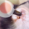 thumbnail image 3 of Wdftyju Cortaúñas profesional para mascotas, cortador de uñas con luz LED para gatos, tijeras para uñas para perros Wdftyju 6fk3xk6gq6hh7pn6D02, 3 of 6