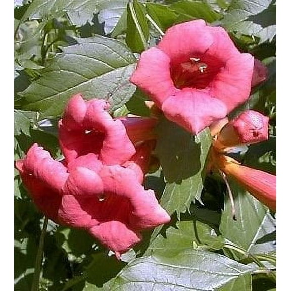 Flamenco Trumpet Vine - Campsis - 2.5" Pot