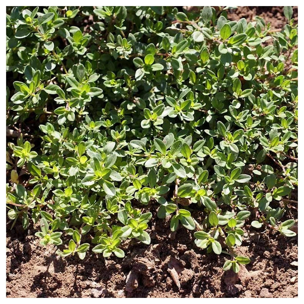 Everwilde Farms - 1 oz Creeping Thyme Garden Flower Seeds - Gold Vault Bulk Seed Packet