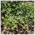 thumbnail image 4 of Everwilde Farms - 2000 Creeping Thyme Wildflower Seeds - Gold Vault Seed Packet, 4 of 5
