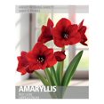 thumbnail image 1 of Amaryllis Red Lion (1 Bulb), 1 of 2