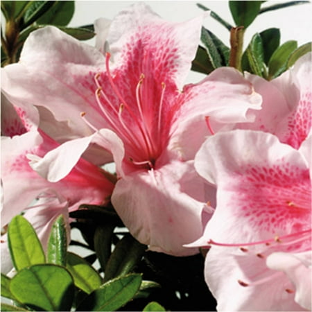 Pink Azalea Plant - Encore Azalea Autumn Chiffon | Bicolor Blooms (Pink and White) - Live Evergreen Shrub