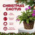 thumbnail image 4 of Purple Christmas Cactus Live Indoor Outdoor Plant, Thanksgiving Holiday Cactus in Small 3in Pot, Christmas Room Decor, 4 of 5