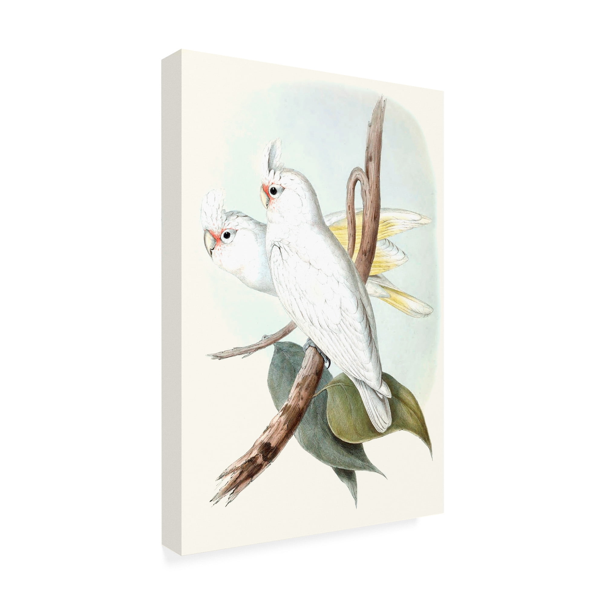 Trademark Fine Art 'Pastel Parrots II' Canvas Art by John Gould