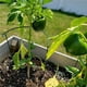 thumbnail image 2 of Billuyoard Paquete de 6 estacas de soporte para plantas, jaula de anillo, anillo de soporte para plantas de jardín de Metal para peonía, tomate, Jardín y Patio, 2 of 6