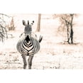 thumbnail image 3 of Seifinger, Toby 14x11 Black Modern Framed Museum Art Print Titled - Zebra I, 3 of 5
