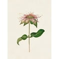 thumbnail image 2 of Unknown  15x18 White Modern Wood Framed Museum Art Print Titled - Mauve Garden Flowers V, 2 of 4