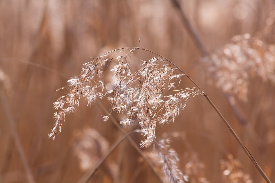 Marsh Plant Grass Phragmites Australis Reed Poaceae20 Inch By 30 Inch