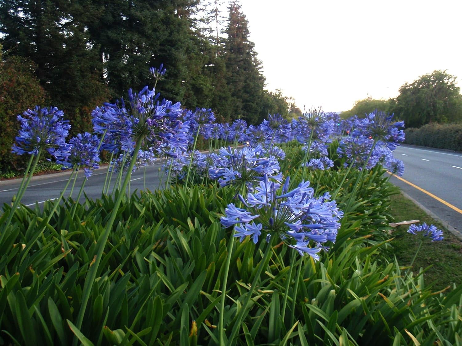 Agapanthus Blue Lily of The Nile | 3 Live Plants | Agapanthus Africanus | Perennial Flowering Ornamental | Drought Tolerant Plants for Landscaping