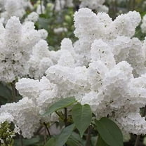 CZ Grain 50 Early White Lilac Bonsai Plant Seeds