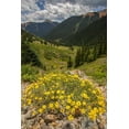 thumbnail image 2 of Illg, Cathy and Gordon 23x32 White Modern Wood Framed Museum Art Print Titled - Colorado, San Juan Mts flowers in Ophir Pass, 2 of 4