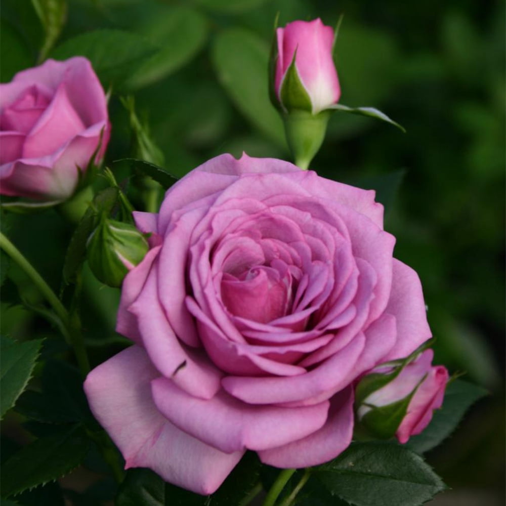 Heirloom Roses Veranda Lavender Rose Bush, Live Outdoor Plant
