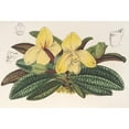 thumbnail image 2 of Charles Antoine Lemaire 18x13 Gold Ornate Wood Frame and Double Matted Museum Art Print Titled - Cypripedium Concolor (1854-1896), 2 of 4