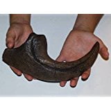 - Allosaurus Dinosaur Claw Replica