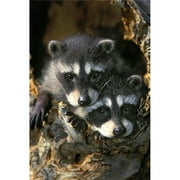 Design Pics DPI2019341 Raccoon Young, Procyon Lotor in Tree Hollow. Spring. Rocky Mountains Poster Print, 11 x 17
