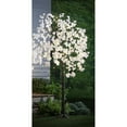 thumbnail image 1 of Weeping Cherry Tree 84 LED Lights, 6', 1 of 3
