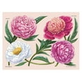 thumbnail image 2 of Little Book of Natural Wonders Peonies: A Little Book of Flowers, (Hardcover), 2 of 6