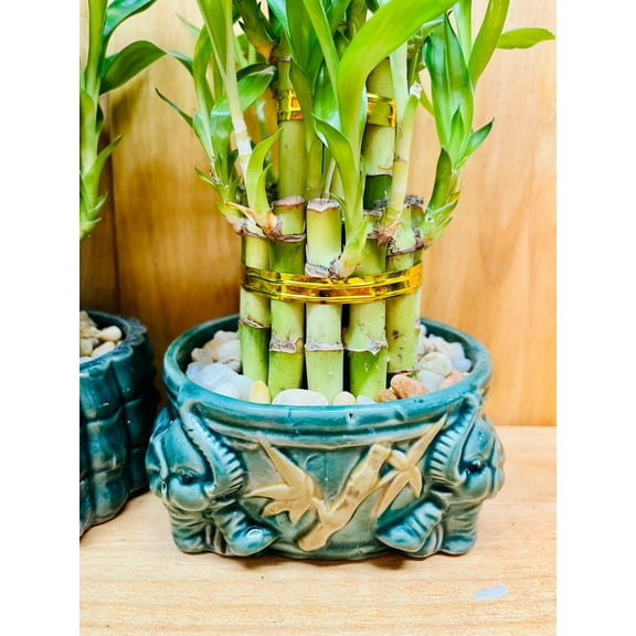 Live Lucky Bamboo Plant Two Tier Arrangements in Ceramic Vase