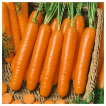 Everwilde Farms - 1/4 lb Little Fingers Carrot Seeds - Gold Vault Bulk Seed Packet