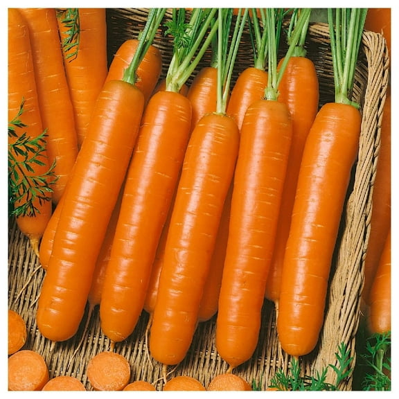 Everwilde Farms - 1/4 lb Little Fingers Carrot Seeds - Gold Vault Bulk Seed Packet