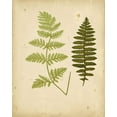 thumbnail image 2 of Lowe 20x24 Gold Ornate Wood Framed with Double Matting Museum Art Print Titled - Cottage Ferns III, 2 of 4