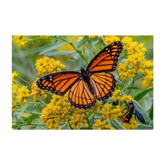 Monarch Butterfly and Wasp on Goldenrod - York Pennsylvania Photography Butterfly Insect Wildlife Nature Floral Garden Animal Unframed Wall Art Print 4 x 6 inches