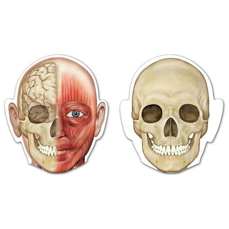 Learning Resources Magnetic Human Body, Skeletal System and Muscular Systyem