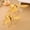A, variant on Luxury Bee Sugar & Seasoning Jar, Clear Plastic Condiment Pot with Lid, Elegant White Honeybee Jar for Spices and Soy Sauce, Versatile Kitchen Storage Container for Dry Goods